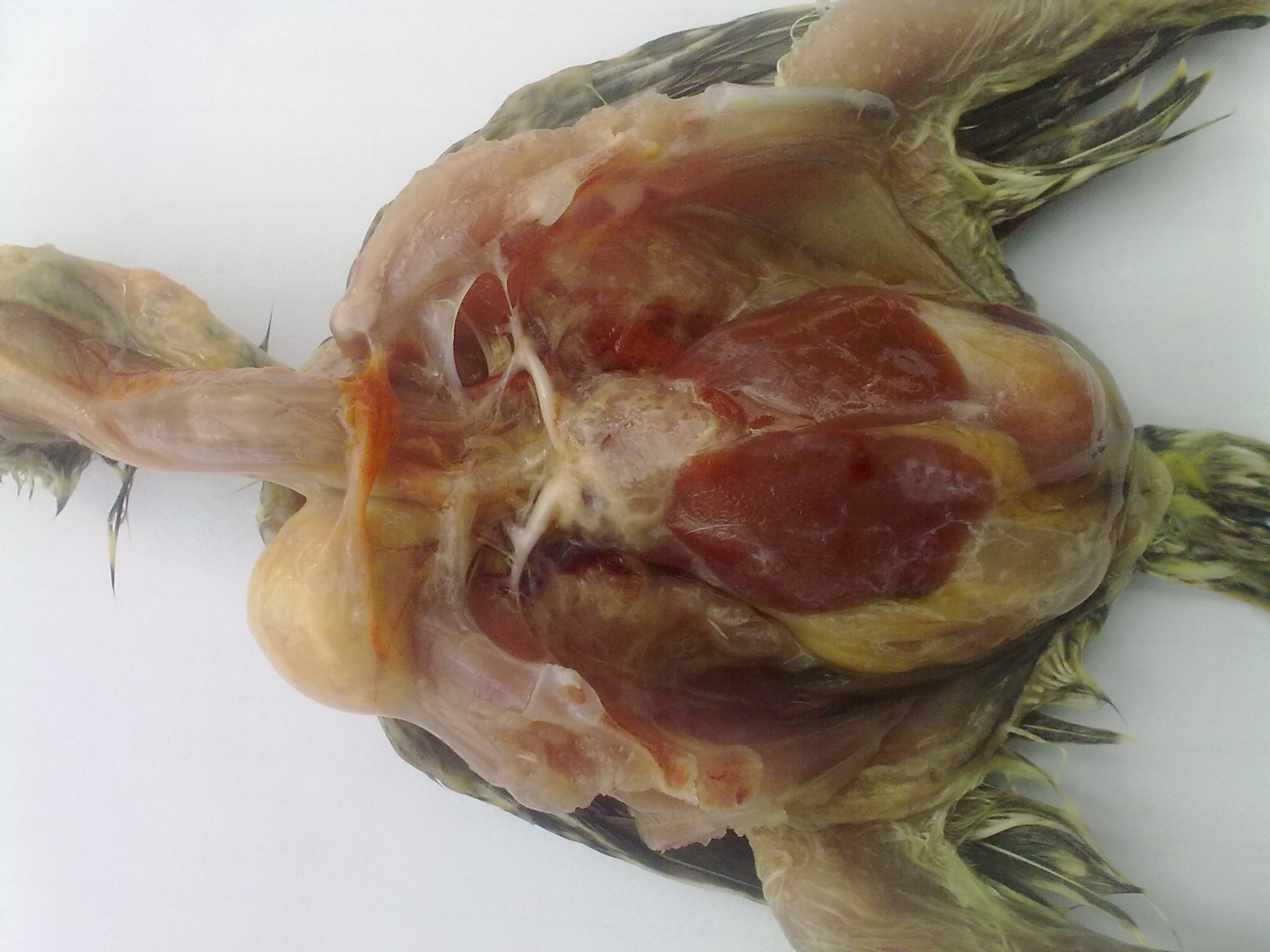 20120101662.jpg