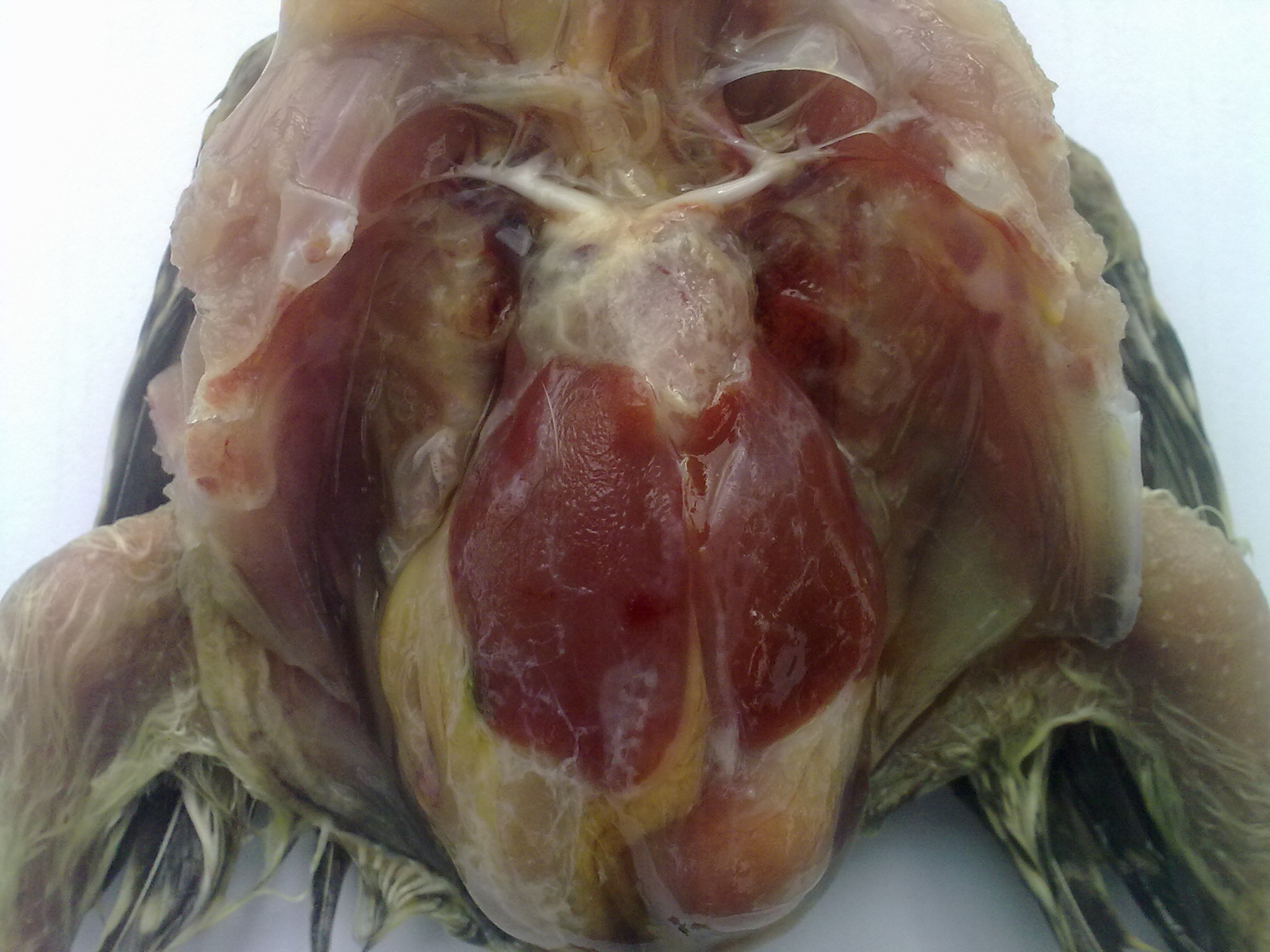 20120101661.jpg
