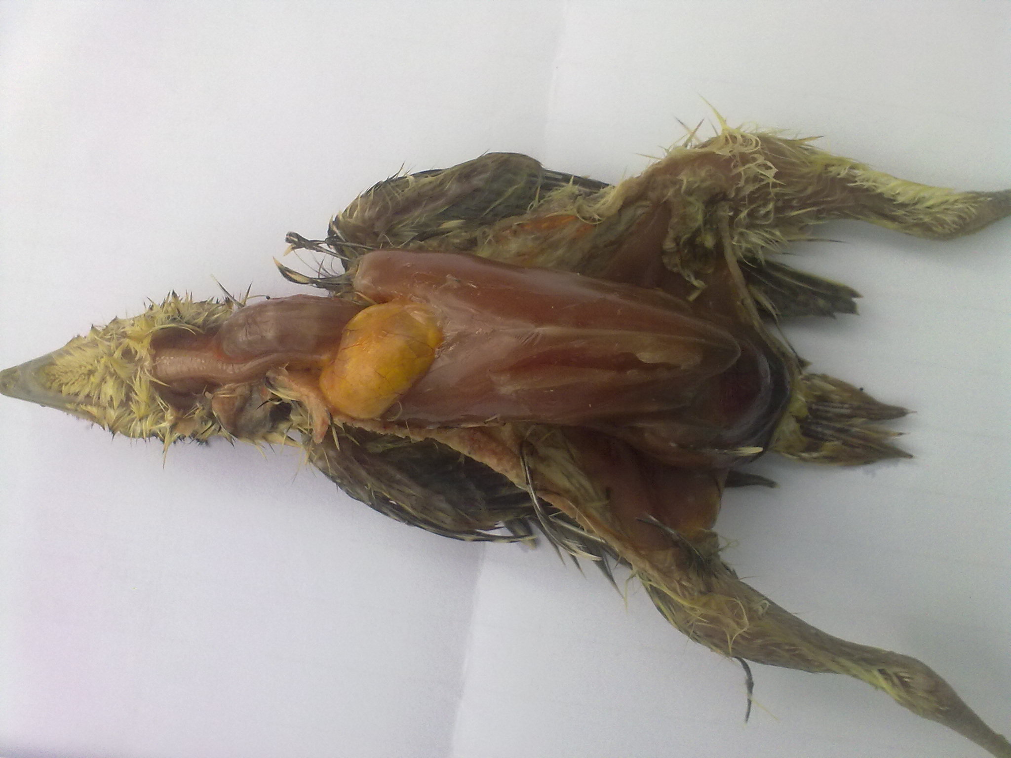 20120101660.jpg