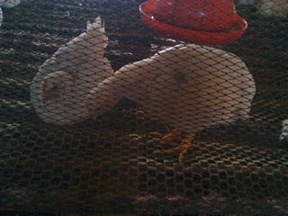 IMG_20120104_120249_02.jpg
