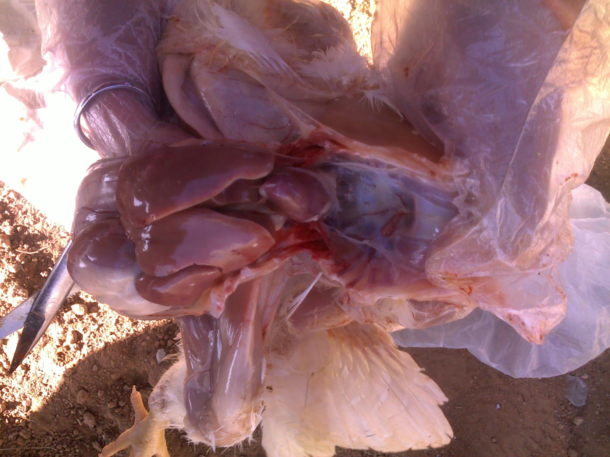 20120218101.jpg