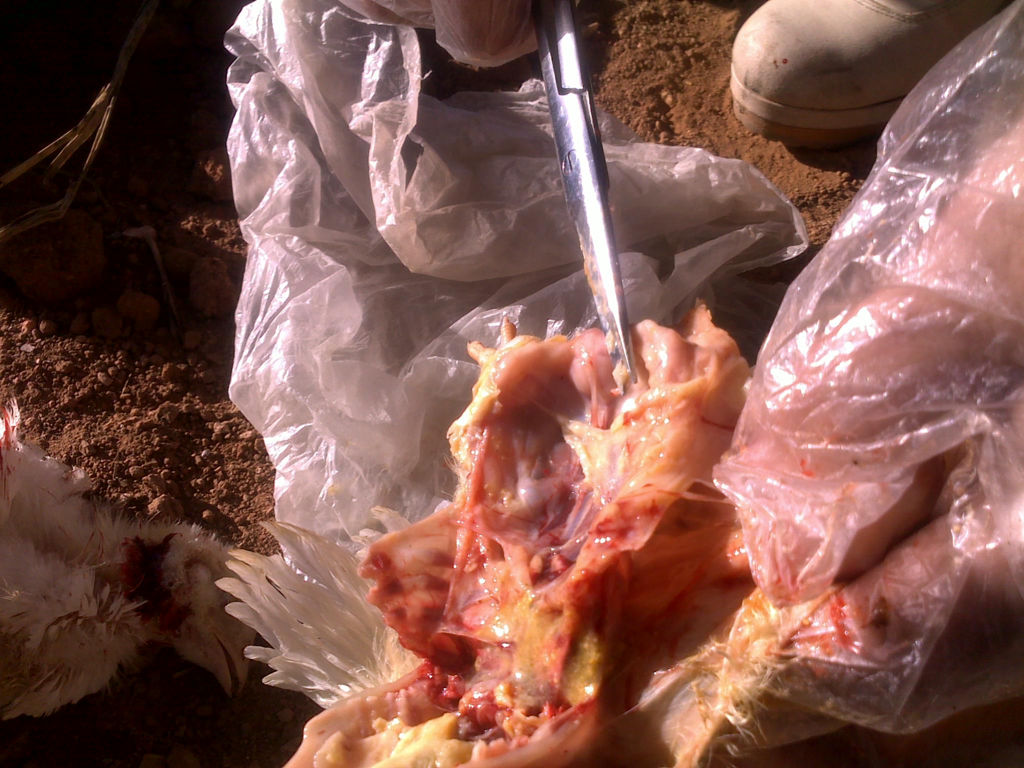 20120218097.jpg