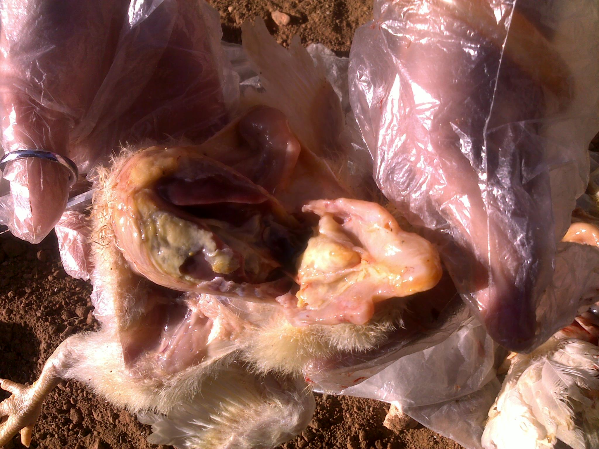 20120218094.jpg