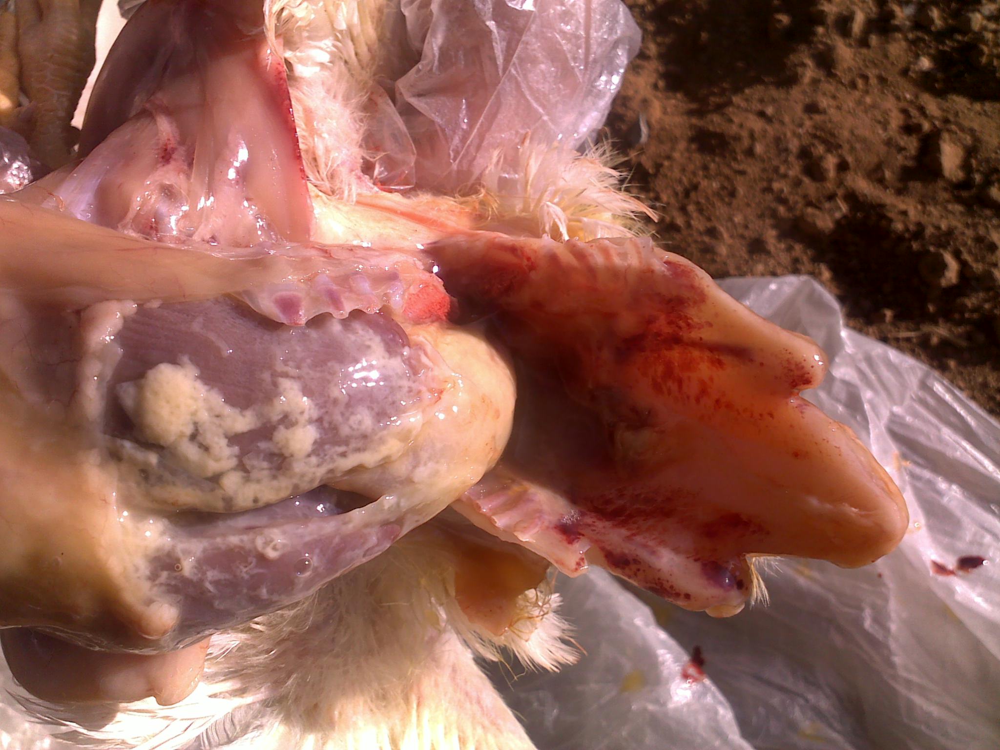 20120218093.jpg