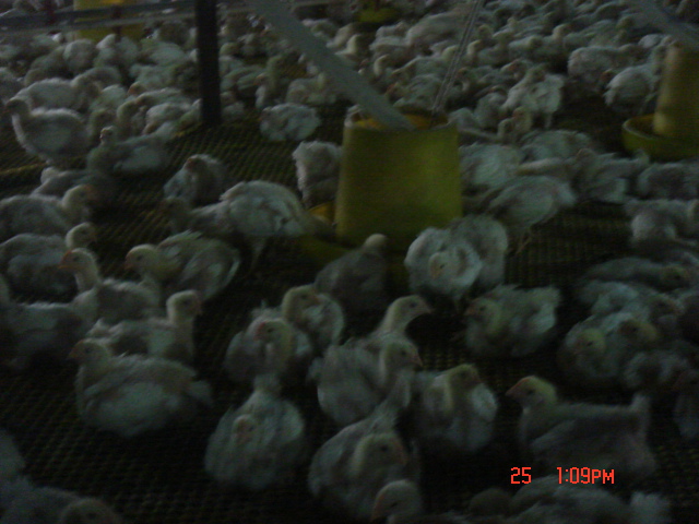 DSC07445.JPG