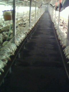 IMG0054A.jpg