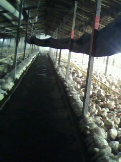 IMG0066A.jpg