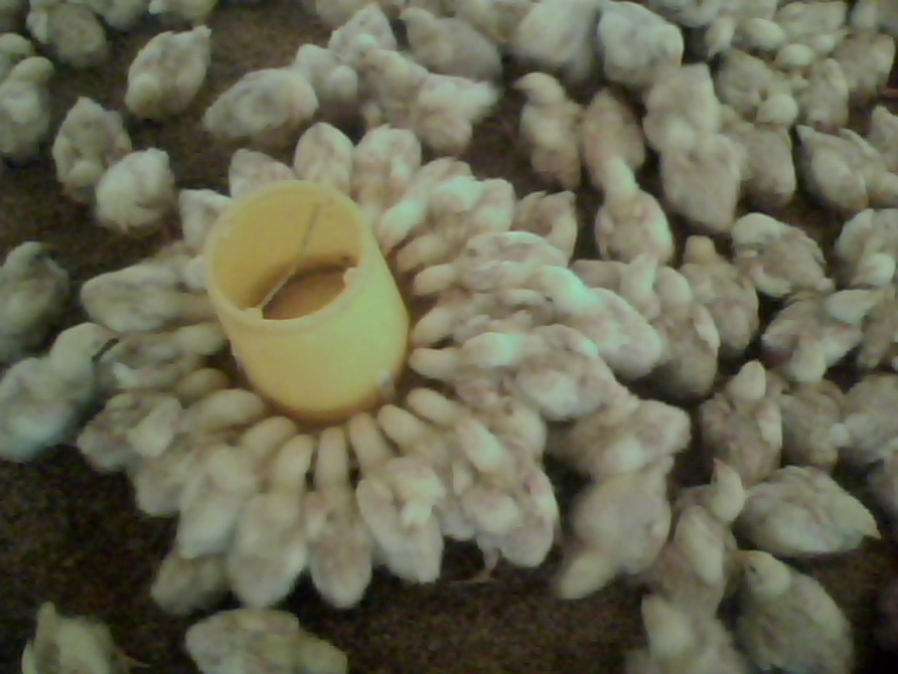 IMG0318A.jpg