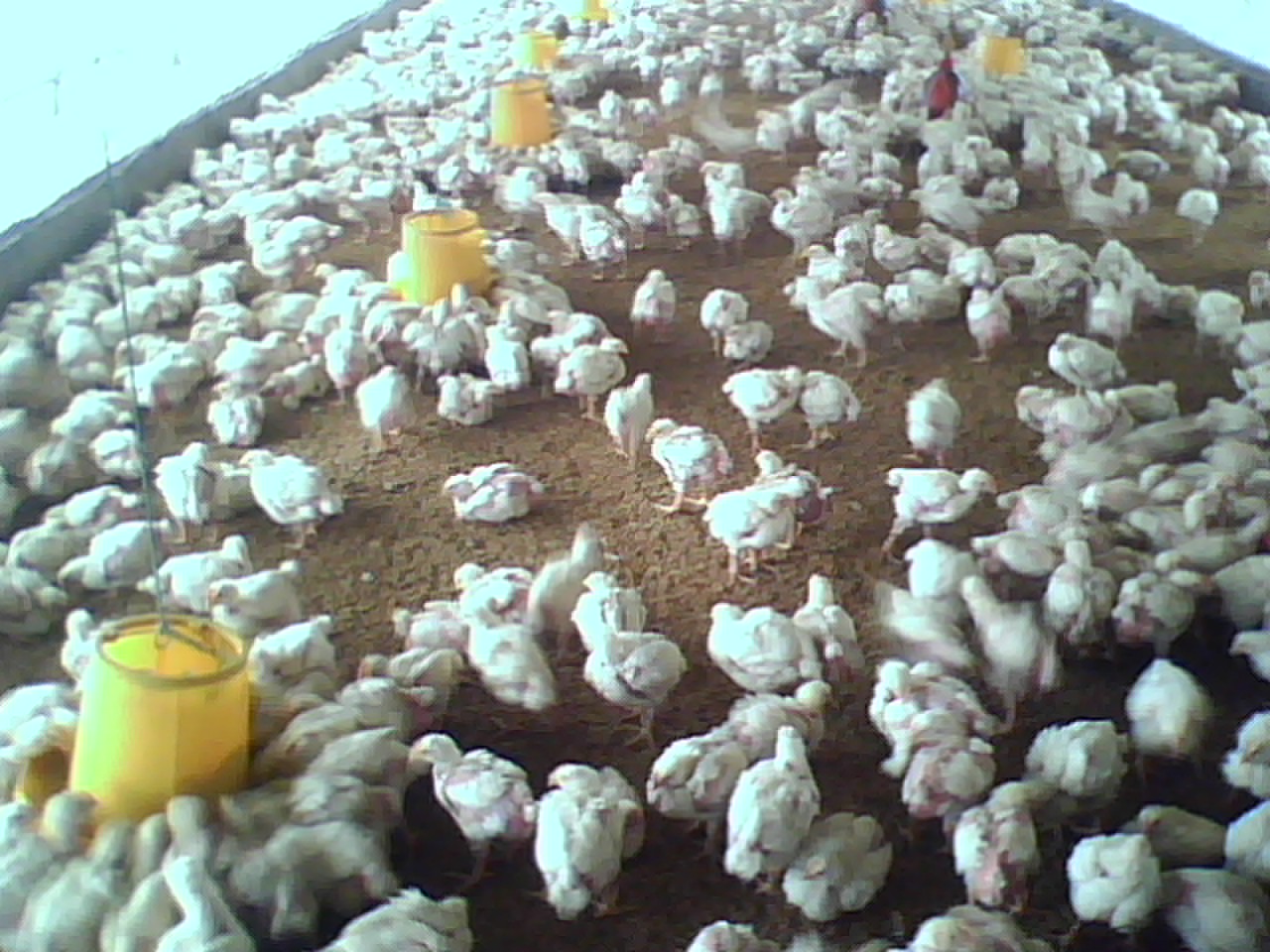 IMG0326A.jpg