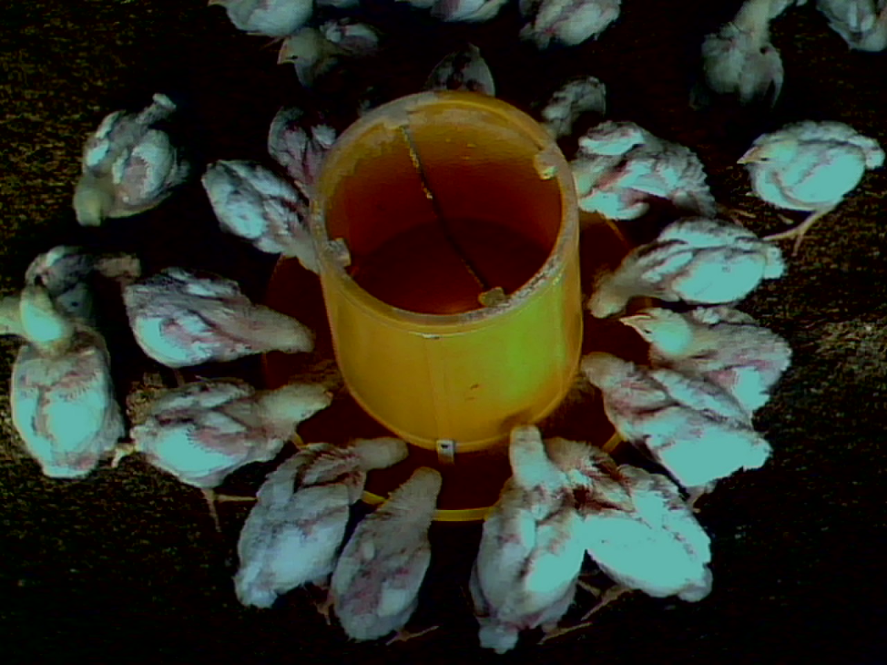 IMG0321A.jpg