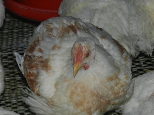 Ƭ 242_conew1.jpg