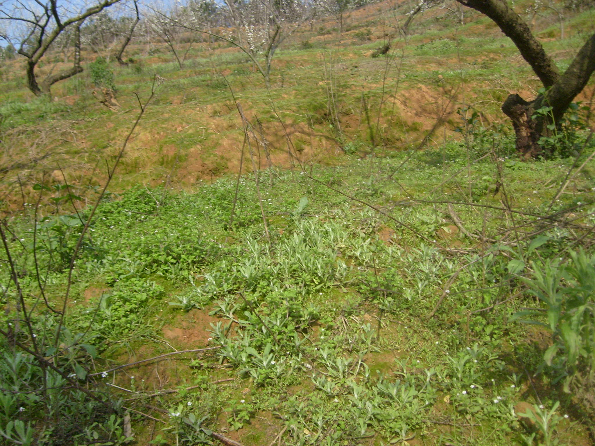 S6300032.JPG