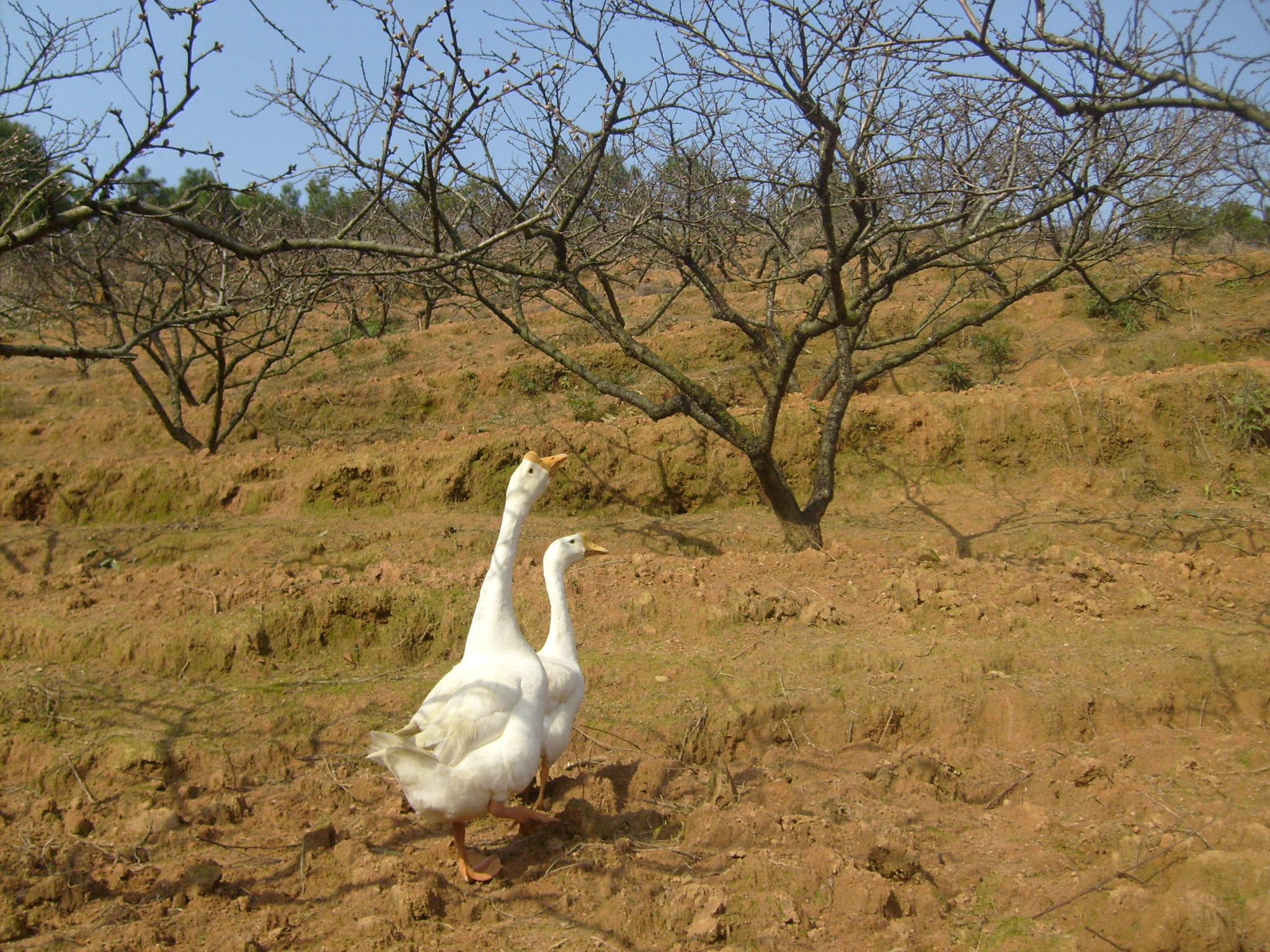 S6300030.JPG