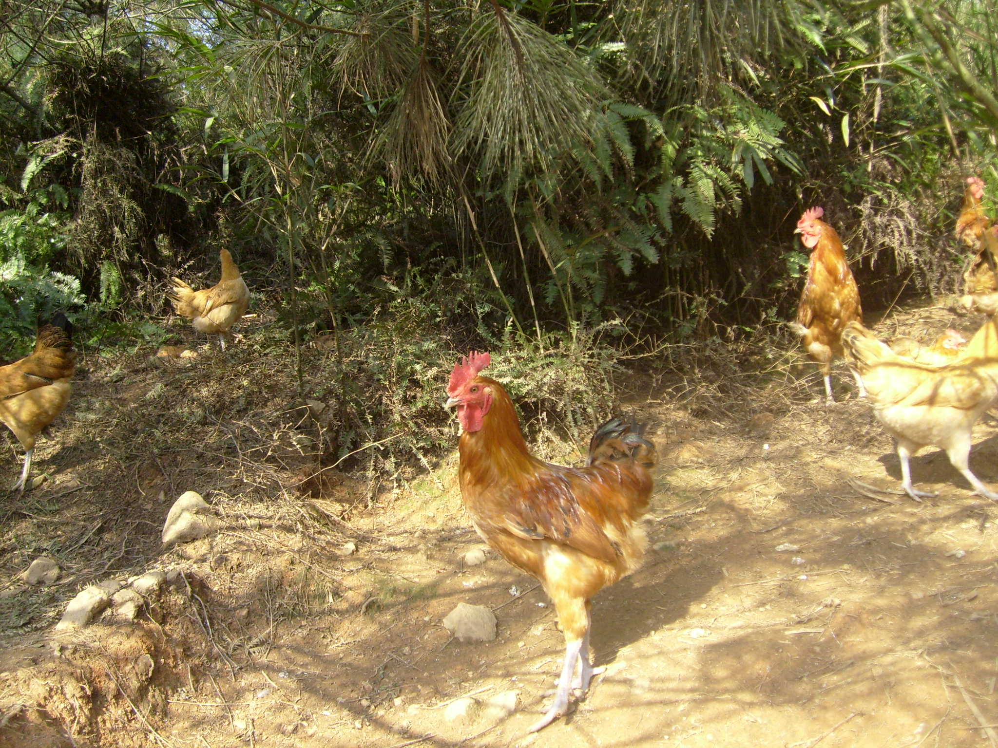S6300031.JPG