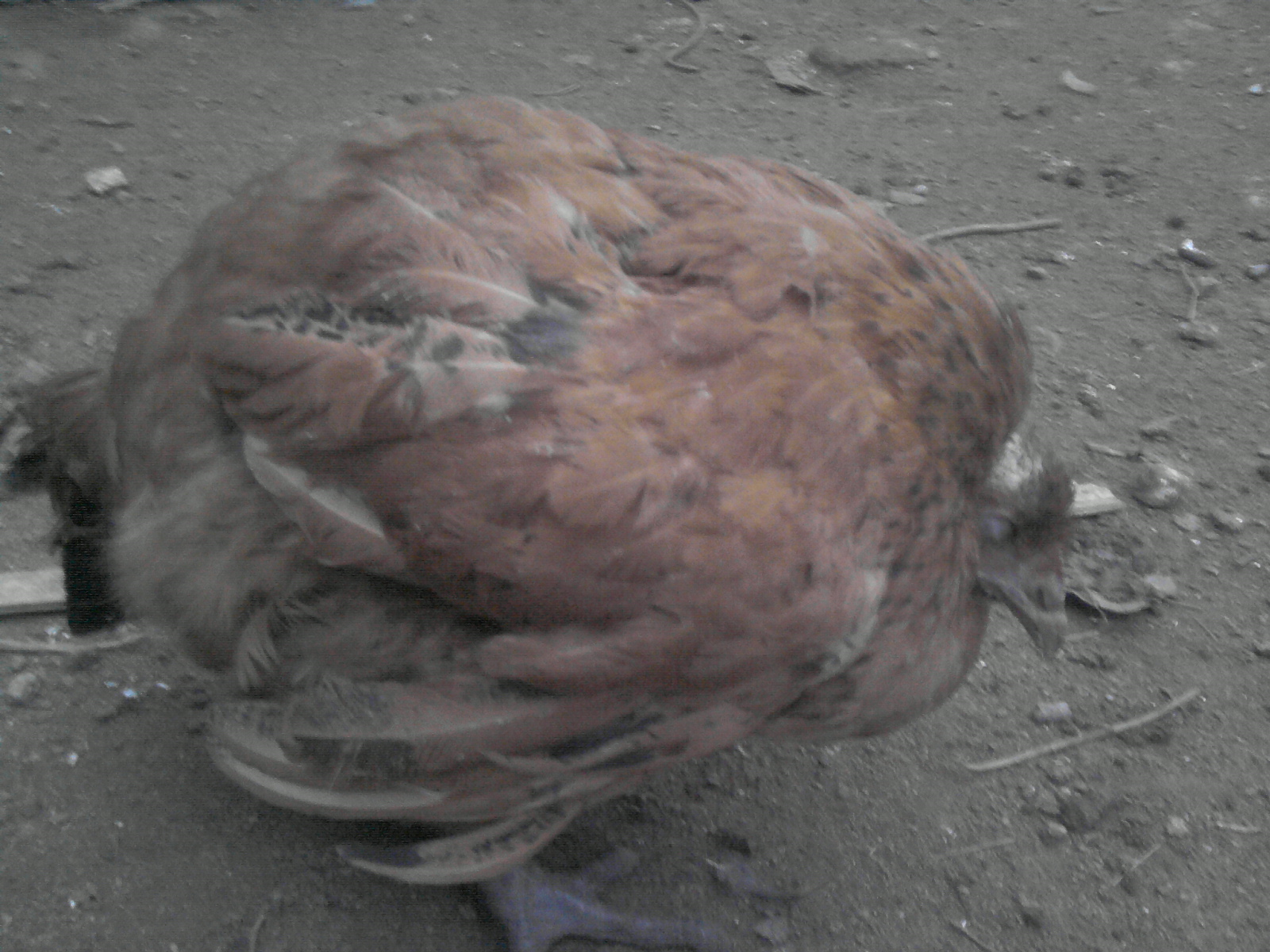 P100312_18.53_[02].jpg