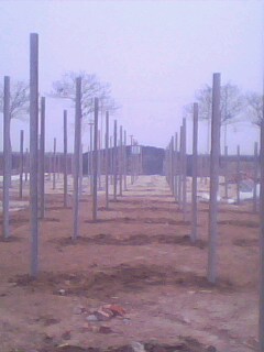IMG0207A.jpg