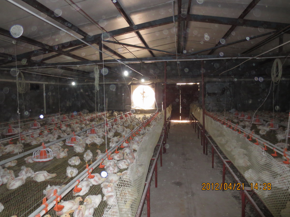 标准化鸡场罗斯308肉鸡春季养殖日记