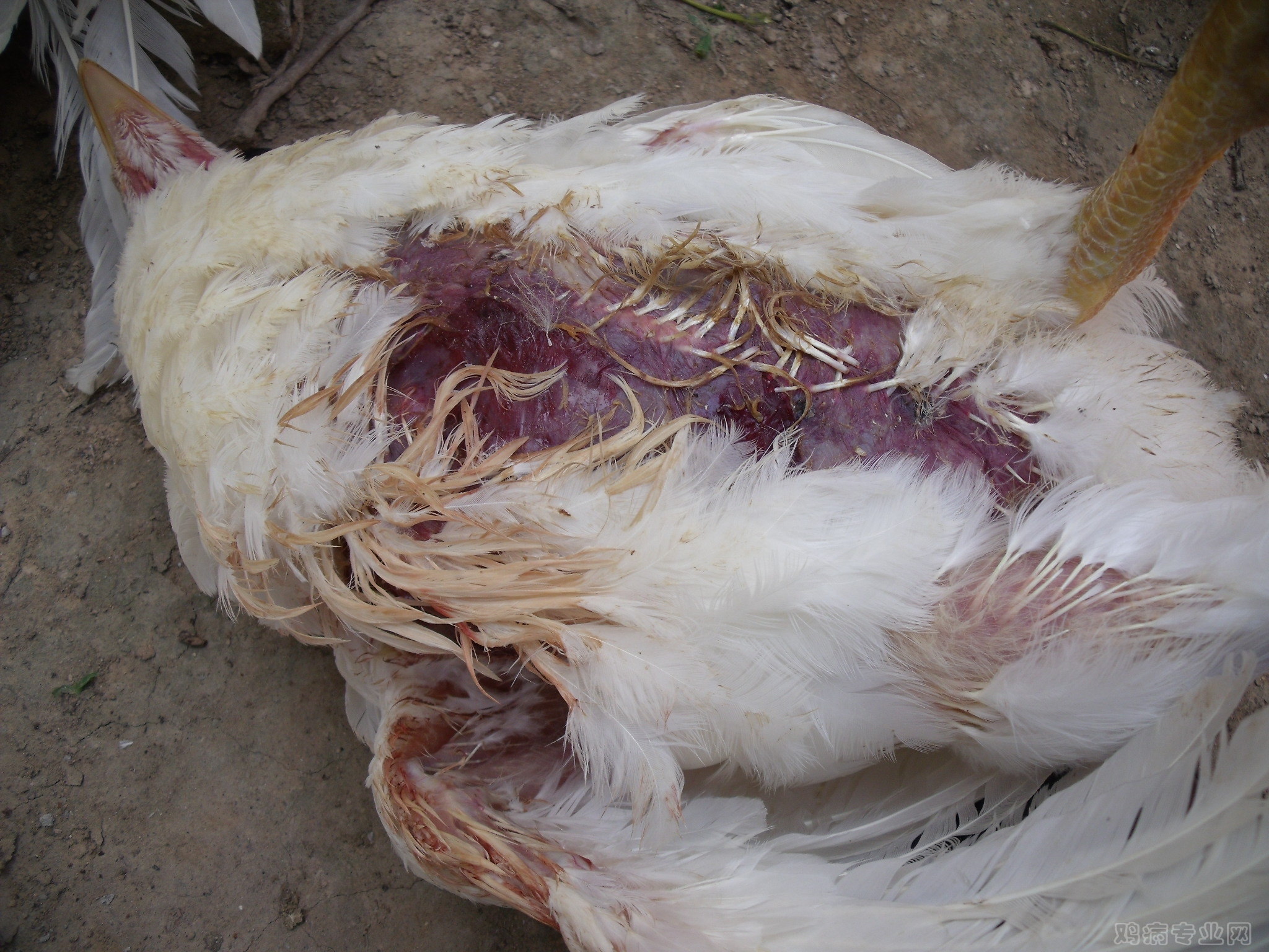 肉鸡葡萄球菌感染时会是病鸡有什么表现