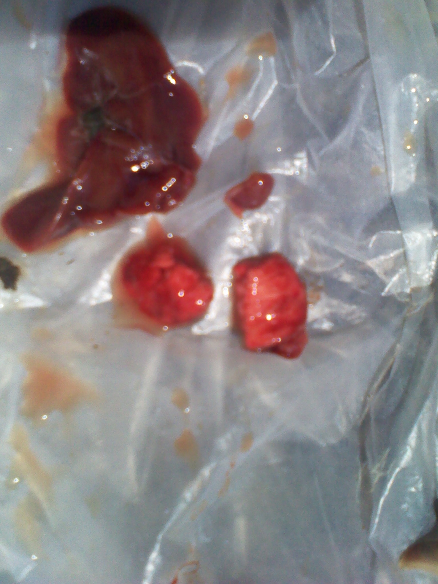 IMG_20120403_121257.jpg