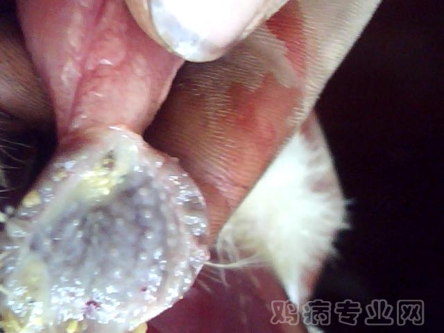 ͼƬ 065.jpg