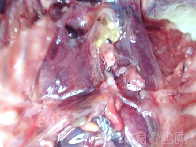 ͼƬ 062.jpg