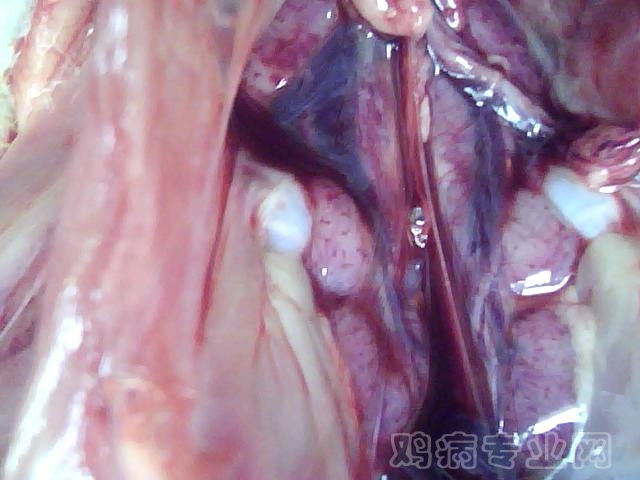 ͼƬ 057.jpg