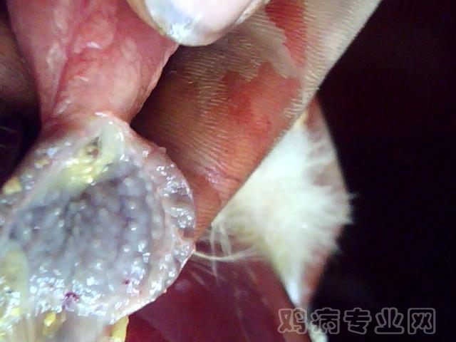 ͼƬ 064.jpg