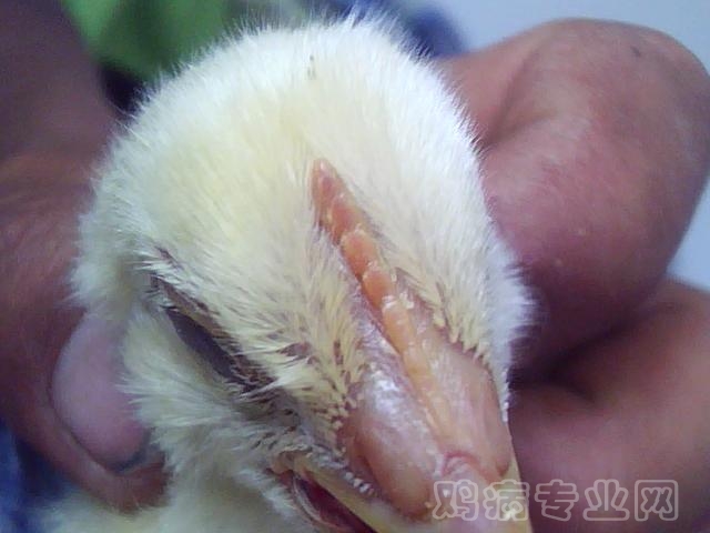 ͼƬ 032.jpg