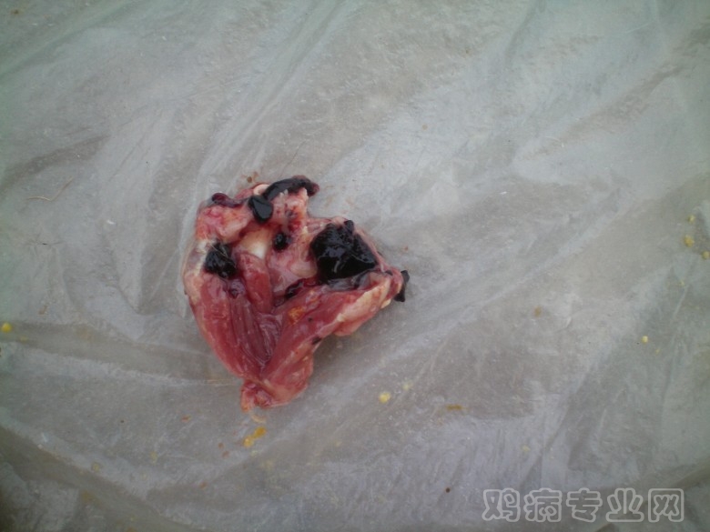 100_0042_conew1.jpg