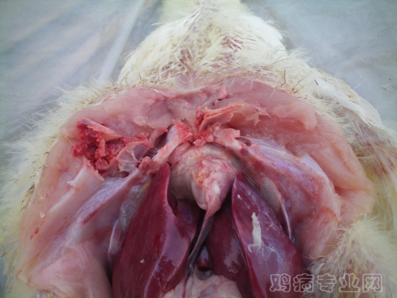 100_0031_conew1.jpg