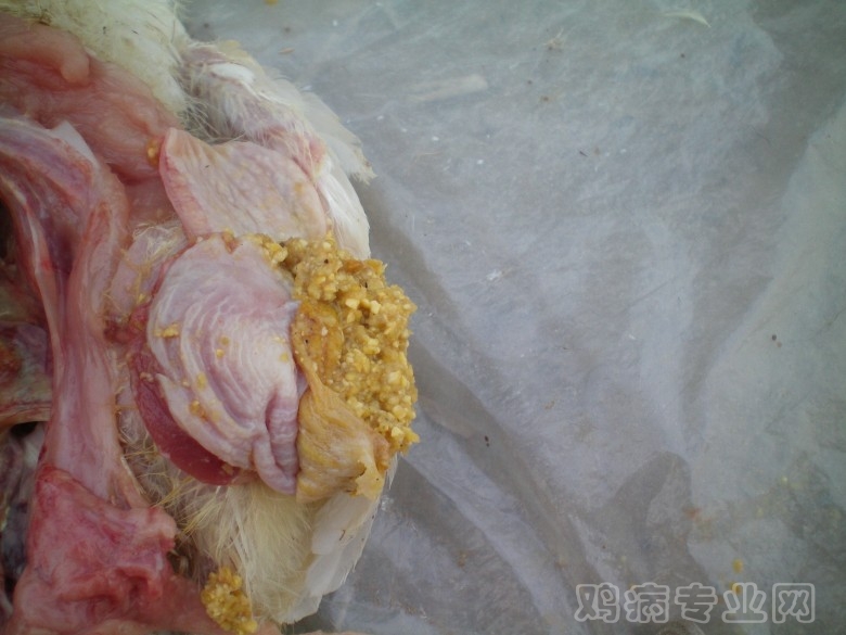 100_0039_conew1.jpg