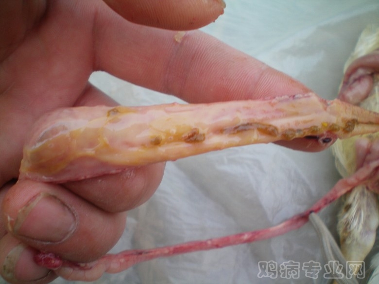 100_0036_conew1.jpg