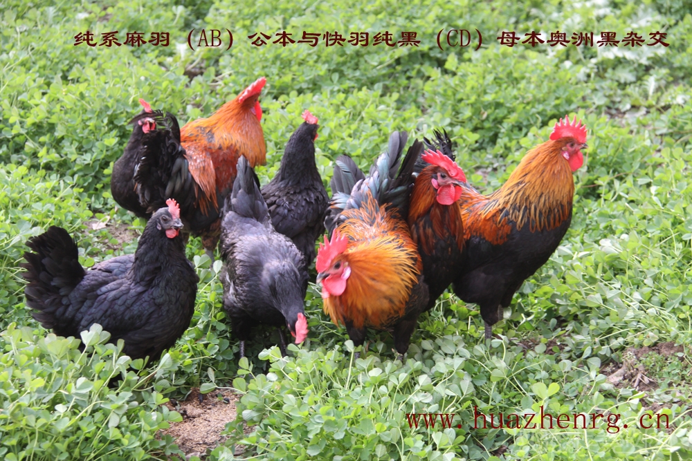 Ƭ2 鼦048ɴ.jpg