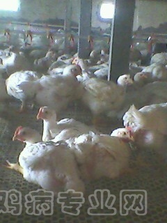 IMG0009A.jpg