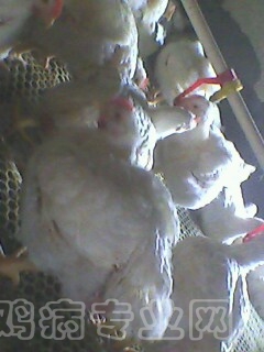IMG0012A.jpg