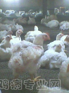 IMG0025A.jpg