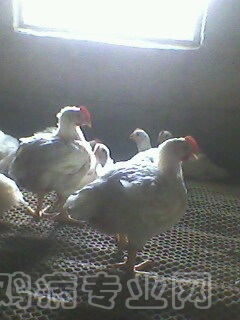 IMG0019B.jpg