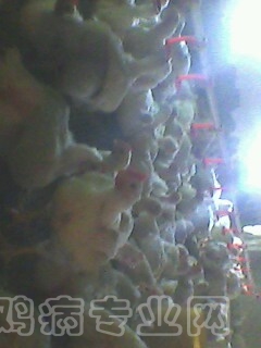 IMG0013A.jpg
