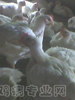 IMG0021A.jpg
