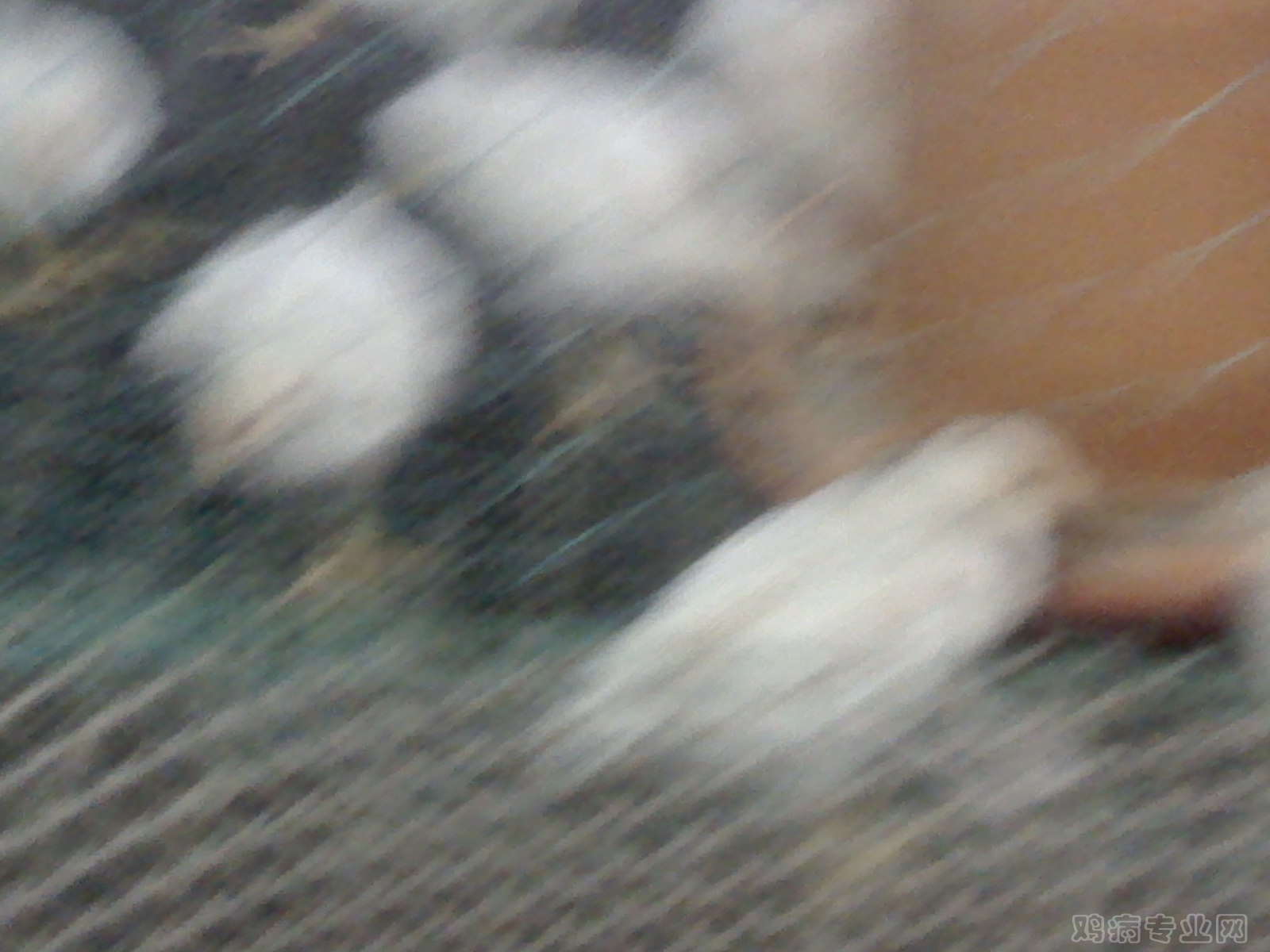 IMG00034.jpg