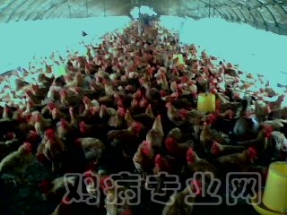 IMG0379A.jpg