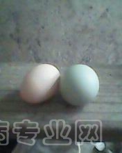 IMG0090A.jpg