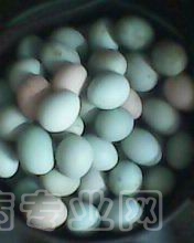 IMG0089A.jpg