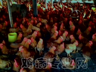 IMG0383A.jpg