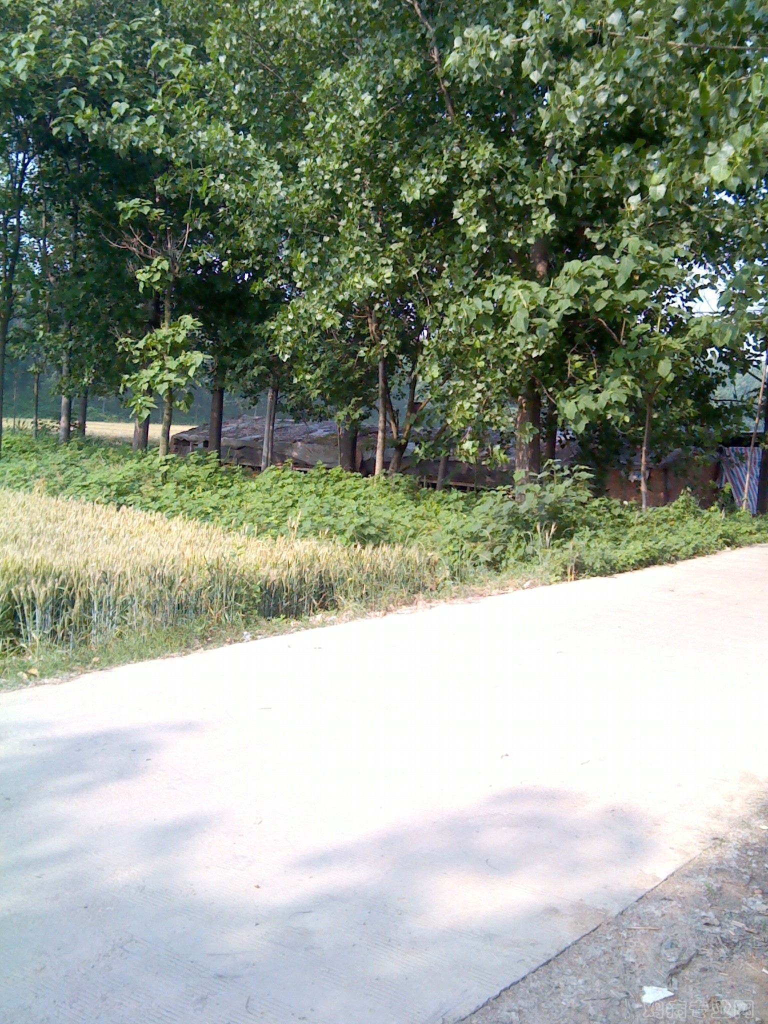 IMG_20120523_081915.jpg