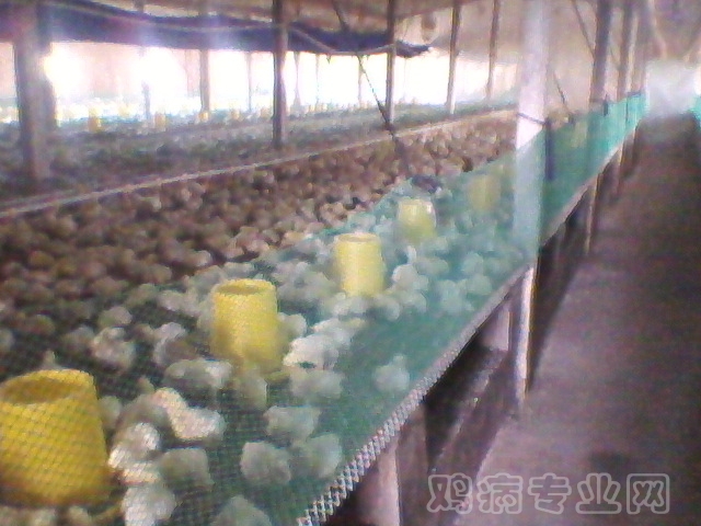 Ƭ-0008.jpg