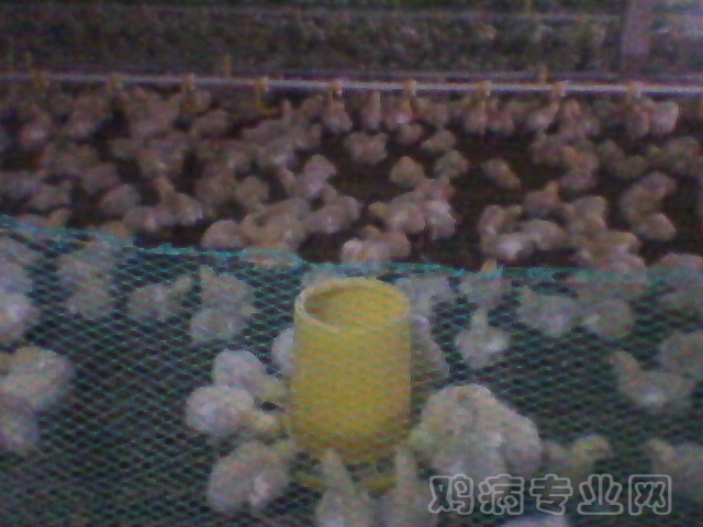 Ƭ-0009.jpg