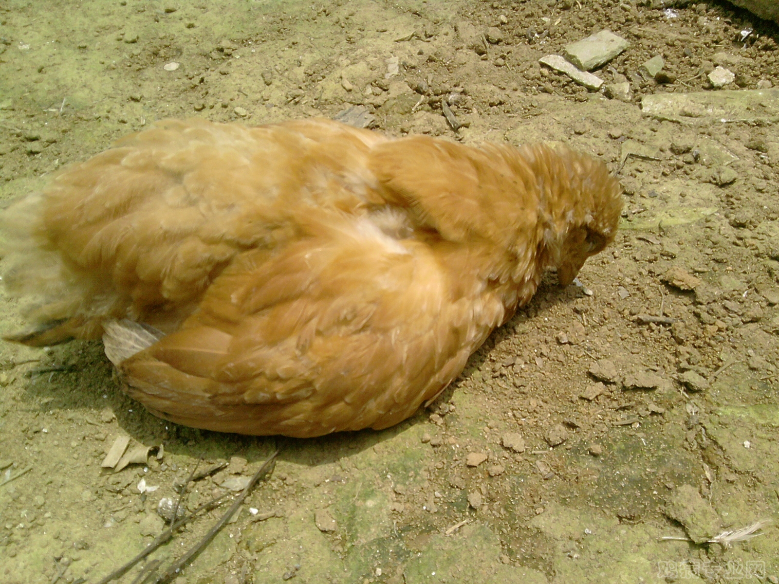 鸡容易感染球虫病的原因是什么？ - 知乎
