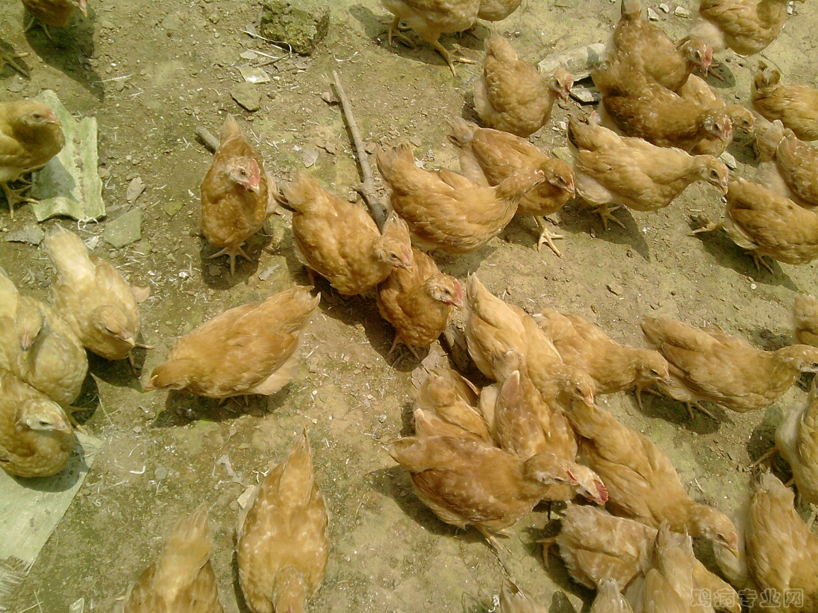 鸡的细菌性疾病——禽伤寒_黄绿色