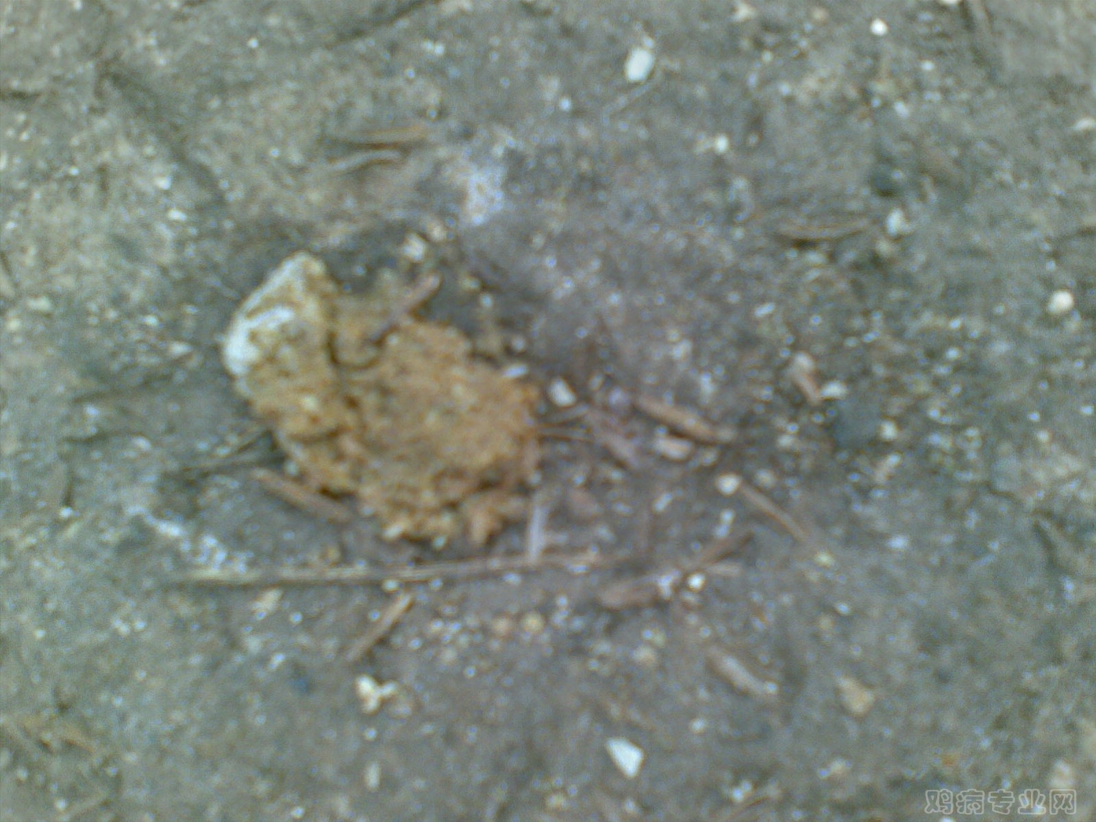 Ϸ